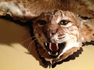 Archery bobcat and Game Trail taxidermy art work