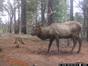 Bull Elk